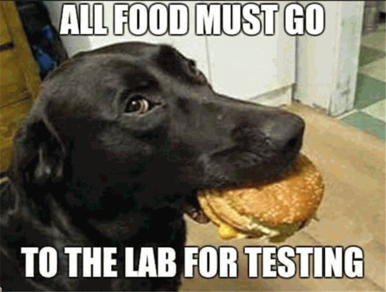 EpicMealTime's tweet photo. All food must go to the lab for testing! https://t.co/ytApqhHp7V