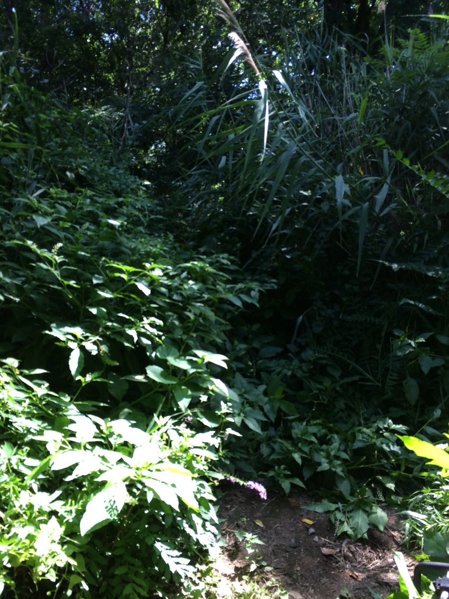 STEMExpeditions's tweet photo. @projectres @PhragAttack path cleared. We miss u. https://t.co/0i4PgFGWv1
