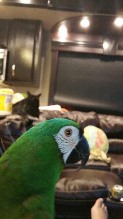 Travelswithpick's tweet photo. @AtwoodMobile meet #Pickles the Severe Macaw &amp; #Leroy the Red Eared Slider turtle.  #RVPETS #TheGump #FullTiming https://t.co/3pHJNmb7xs
