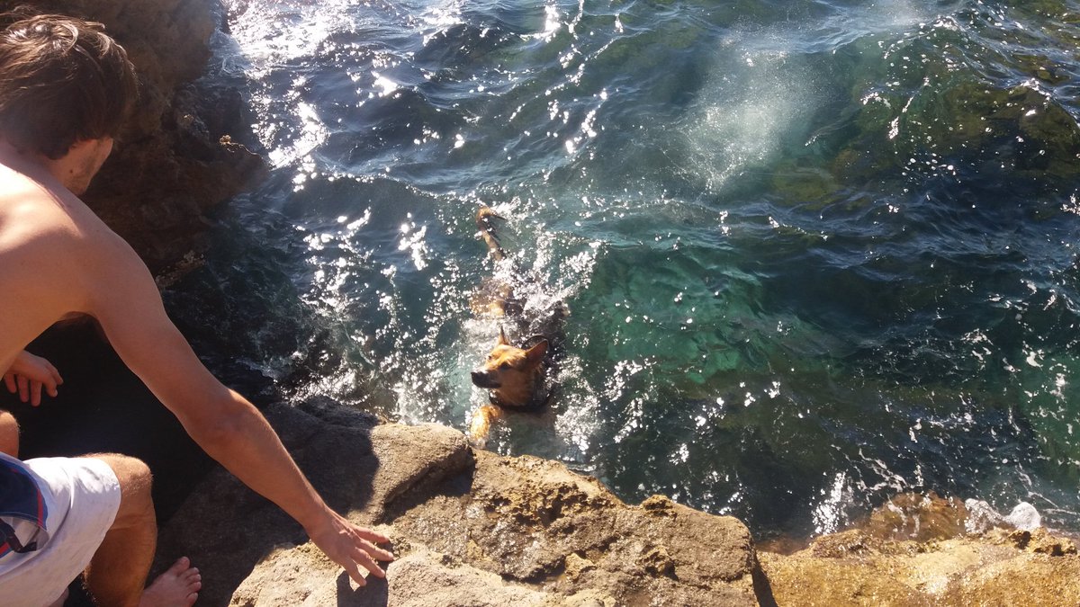TheLondog's tweet photo. #TheLondogTrip 6 hours by car later, today we're in #Tuscany enjoying fetch!#dogsofLondon #dogsonholidays #Londogs https://t.co/1CZkFOeej6