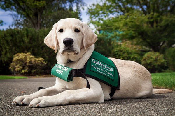 Join <a href="/GDB_official/">Guide Dogs for the Blind</a> 9/24 for the 14th Canine Heroes Fundraiser. Support the cause[Dedicated]guidedogs.com/events