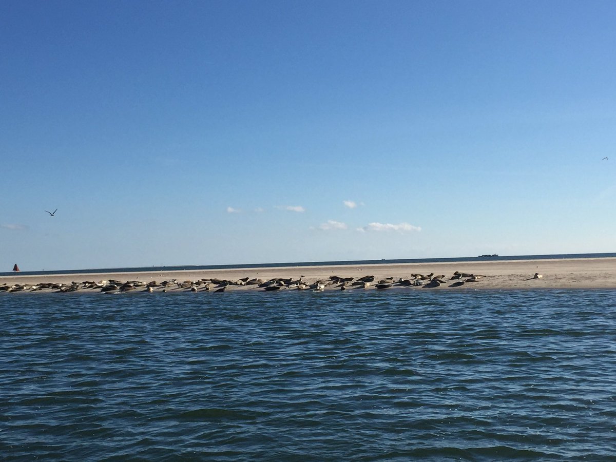RestODL's tweet image. Nog even langs de zeehonden, prachtige personeelsdag! #Terschelling #toppers #genieten