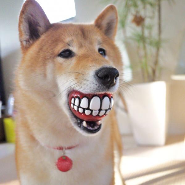 Uzivatel 面白柴犬画像bot Na Twitteru 柴田理恵もびっくりな出っ歯具合 柴犬 面白かったらrt 可愛かったらrt
