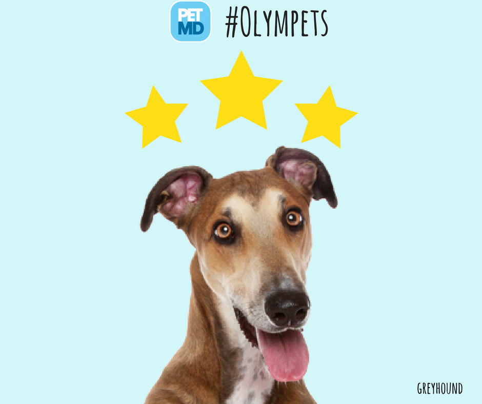 PetMD's tweet photo. The big winner of the #running event in the 2016 #Olympets is the speedy greyhound! https://t.co/5XoVaszr4S https://t.co/NWVCG9y6JV