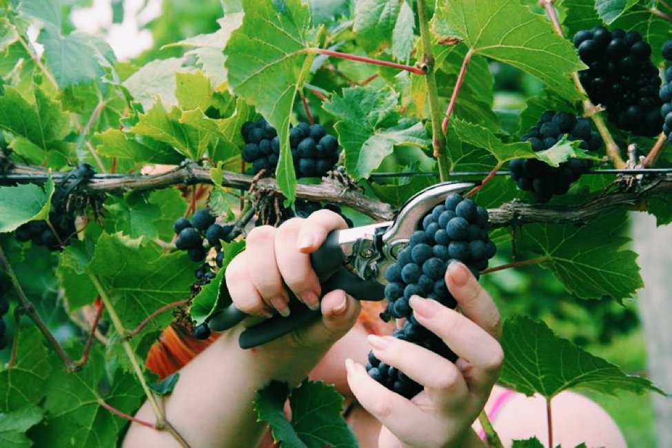 YelpIndy's tweet image. Get some fine wine from @RettigHill this Saturday at #YelpWhiteNight spnsrd by @indyDT! 🍷 bit.ly/yelpindywhiten…