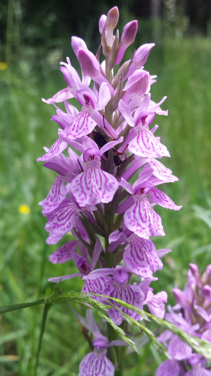 Marie-Ange tweet media