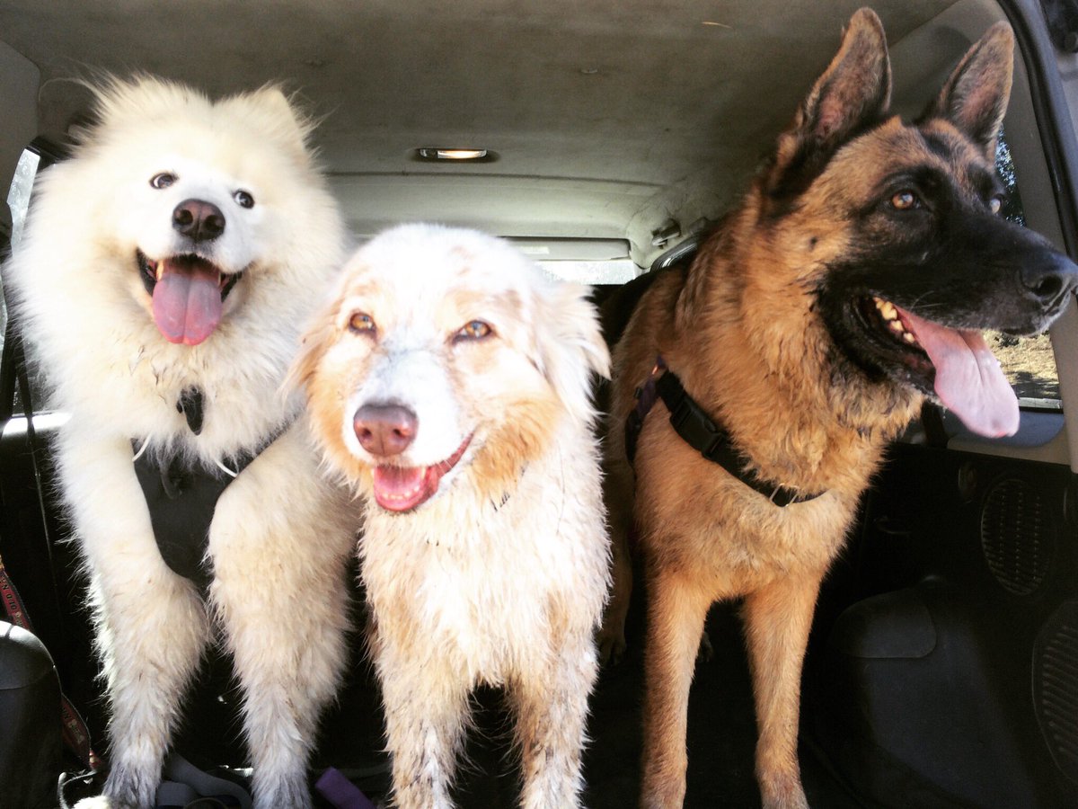 PawsInMotionLA's tweet photo. It's Monday! Start your week right with this cute trio, our #PawsOfTheWeek! Let's get running! 🚗🐶🐶🐶 #Trailrunning https://t.co/CGl1FEIxjf