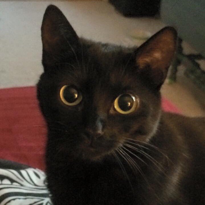 LuminousSecret's tweet photo. It has been 2 years since I adopted my sweet Michonne and she derped her way right into my heart #cats #blackcats https://t.co/ZvhaSsXNKN