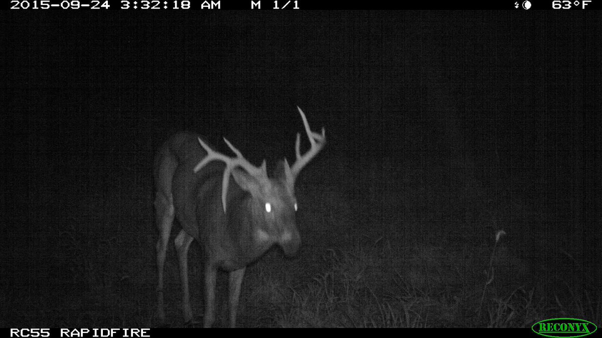 DruryOutdoors's tweet photo. I'm in need of a creative name for this wacky rack buck.... HELP!! https://t.co/3NqYGY4NkF