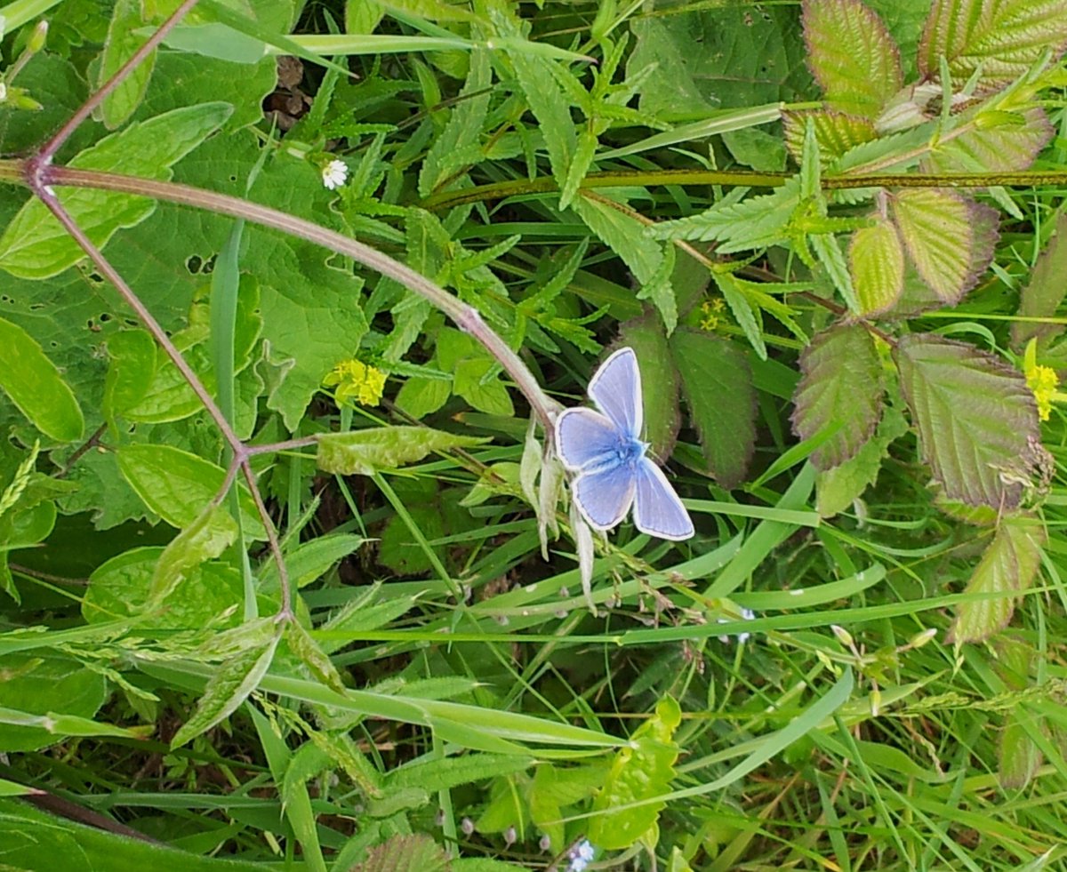 GlosNatureNet's tweet photo. Lts of other butterflies spotted tho + we will b helping with scrub bashing in autumn to look after the meadow. https://t.co/Wo6lPaG5Hv