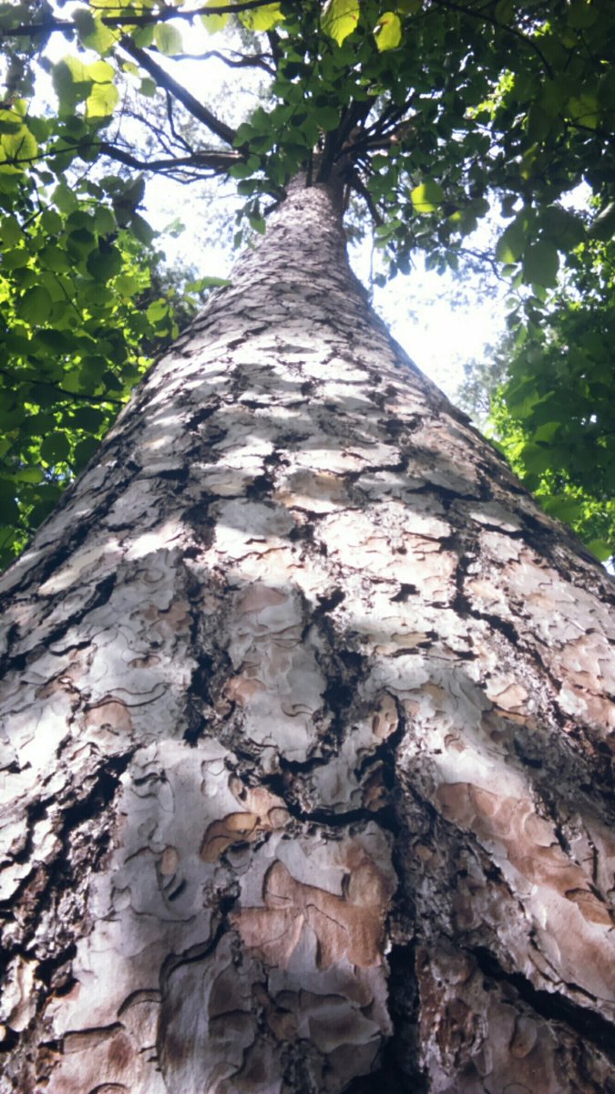 prettymint24's tweet image. Look up #listentothetrees #nature #forest #cool #tree #walk #breatheinbreatheout #relax #calm #quiet