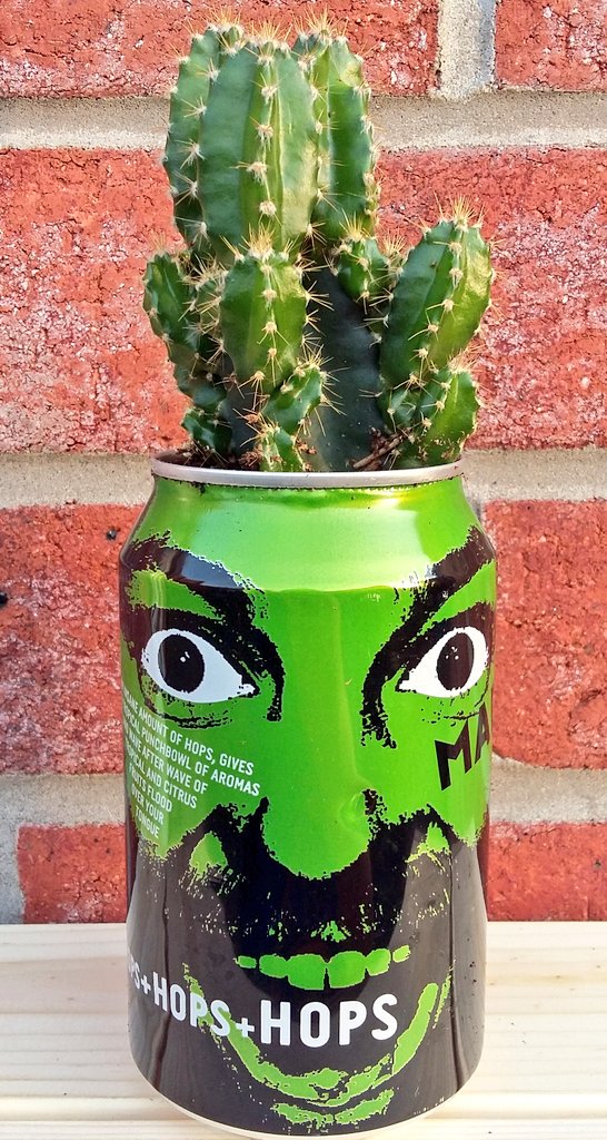 shrubbiesplants's tweet photo. Cheers for the can Bean @TavernOTG it looks pretty awesome with this little dude in it! #recycle 🌏🌵#upcycle #cactus https://t.co/oVEvUQRsic