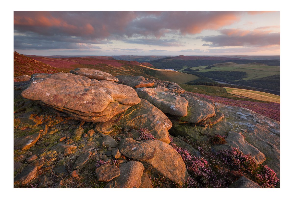 mattoliver73's tweet photo. Heather time in the Peaks. #peakdistrict #forgettime #vpdd @vpdd https://t.co/wgNNUIkrZb