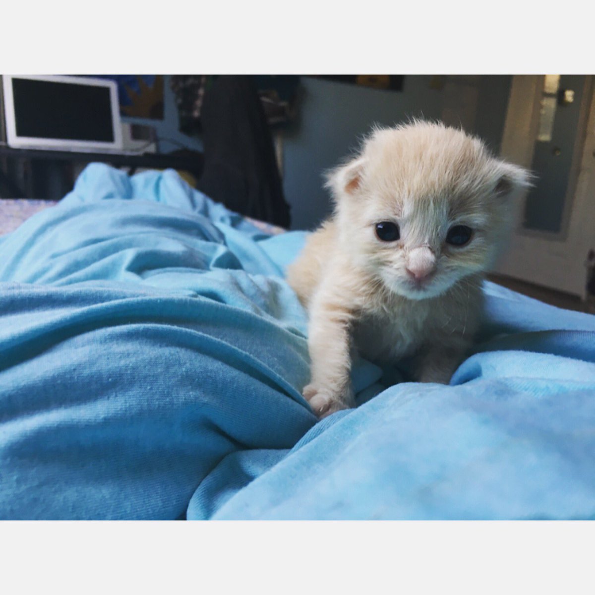 dezyallen132's tweet photo. Can't help falling in love with my new little friend. 💙 #kittensaremyweakness #thankyouveronica https://t.co/JyzWLmT7HC