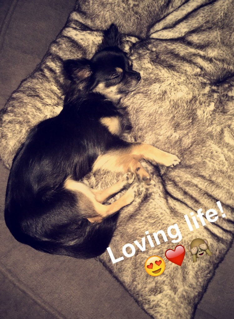 KayleighB389's tweet photo. Marv is loving life! ❤️🙈 #puppy #chihuahua #sleepingLikeAKing @alixmac5 https://t.co/XNzyRsAoxs