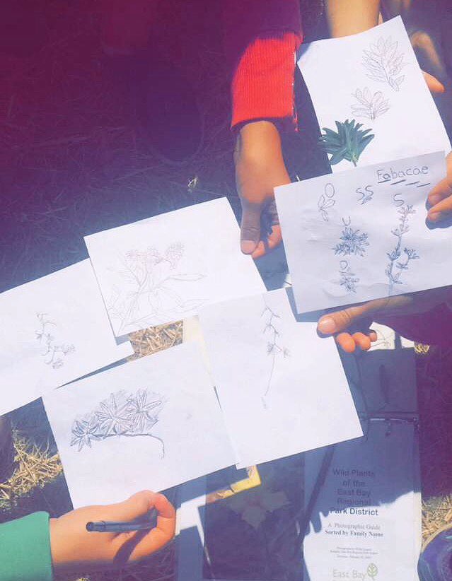 LilyUrmann's tweet photo. Did some naturalizing with my @BlueCamp campers today! We are learning plant families and Latin names #naturerocks https://t.co/YgRyfiuSUn