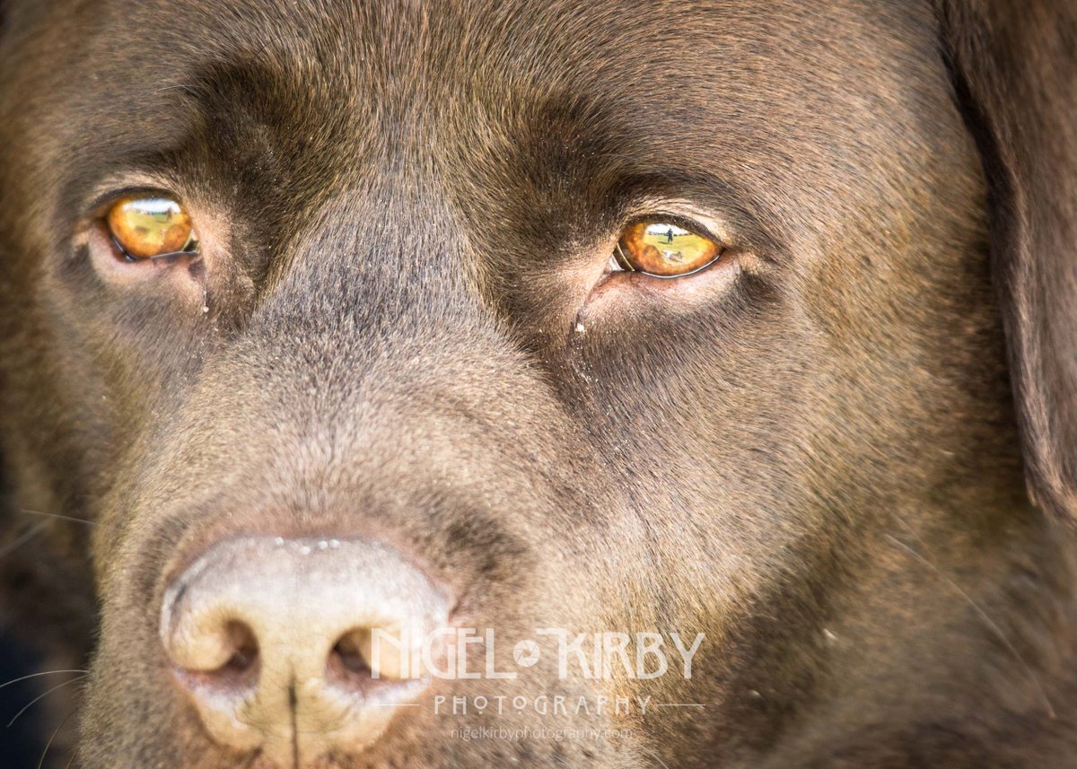 Our boy Alfie with <a href="/VesPrice/">Vesprice</a> and myself reflecting in his eyes #labrador #labradorretriever