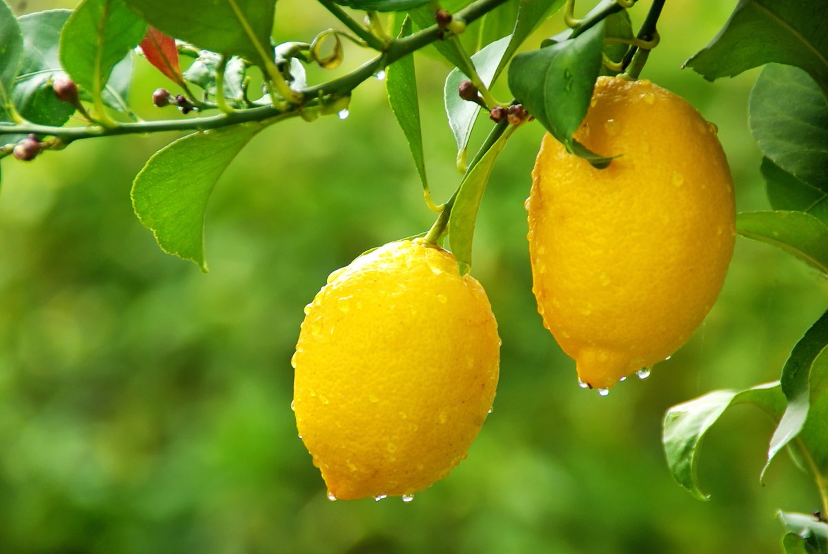 ChaserBStuff's tweet photo. Food Fact: Did you know that #California and #Arizona produce 95% of the entire U.S. lemon crop? https://t.co/blhCjllJsr