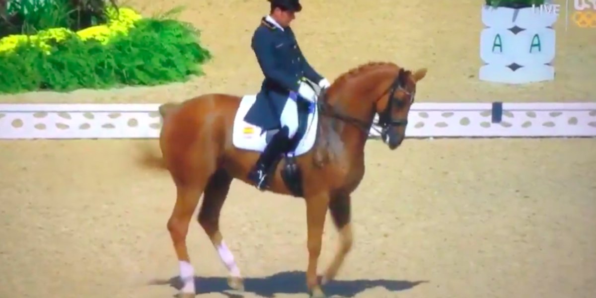 Hi, A horse legit just danced to Santana's "Smooth" at the