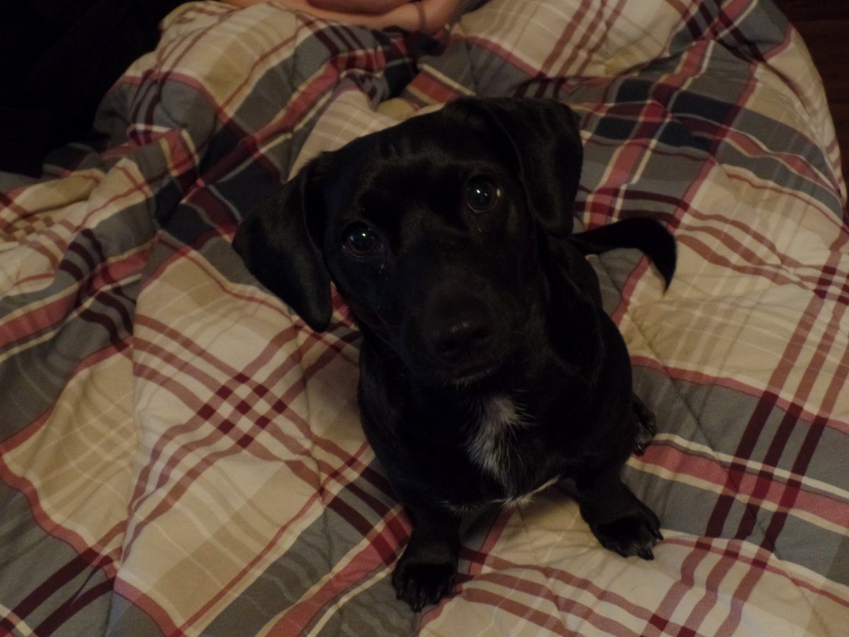 Dachshund Lab Mix Facts | Alpha Paw, image size:1200x900