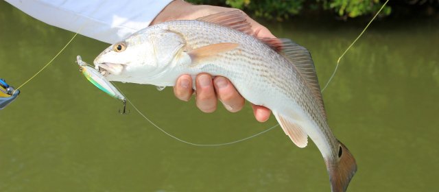 Take_Me_Fishing's tweet image. 6 easy steps on how to release a fish: ow.ly/ya5J303ftZR #catchandrelease