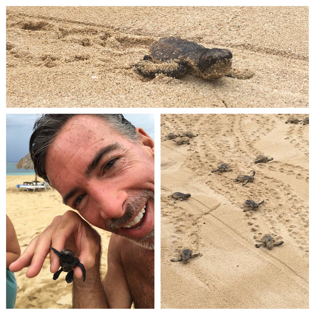 thegilesfiles's tweet photo. Turtle hatching in Jamaica. Mine was the fastest to the beach. I call him Usian 'turtle' Bolt. 100m in 10 minutes!! https://t.co/PNc0IRuMNJ