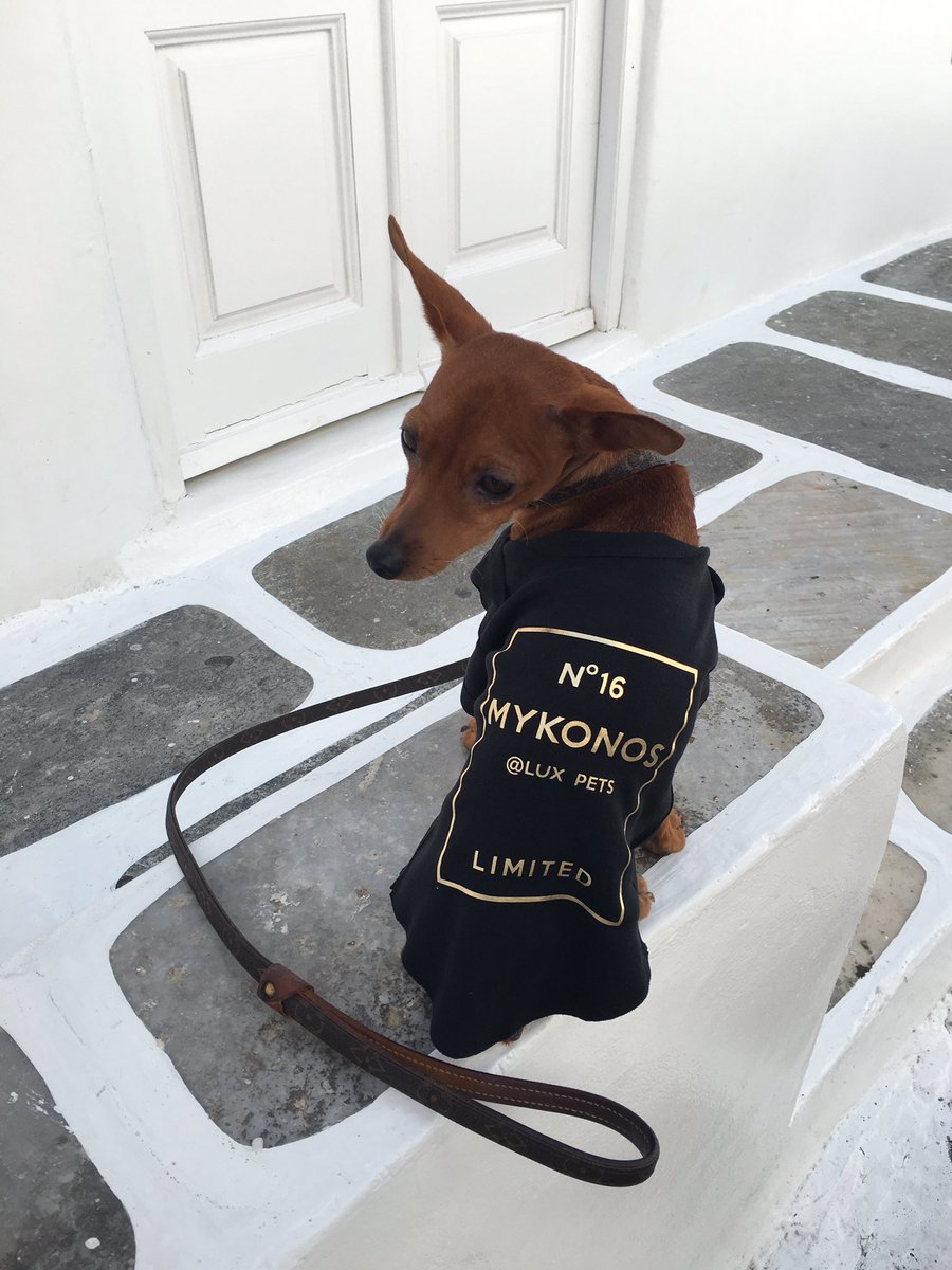 Lux_pets_'s tweet photo. @Lux_pets_  in #Mykonos !! #summer2016 #StayTuned https://t.co/qJanmNSo9a