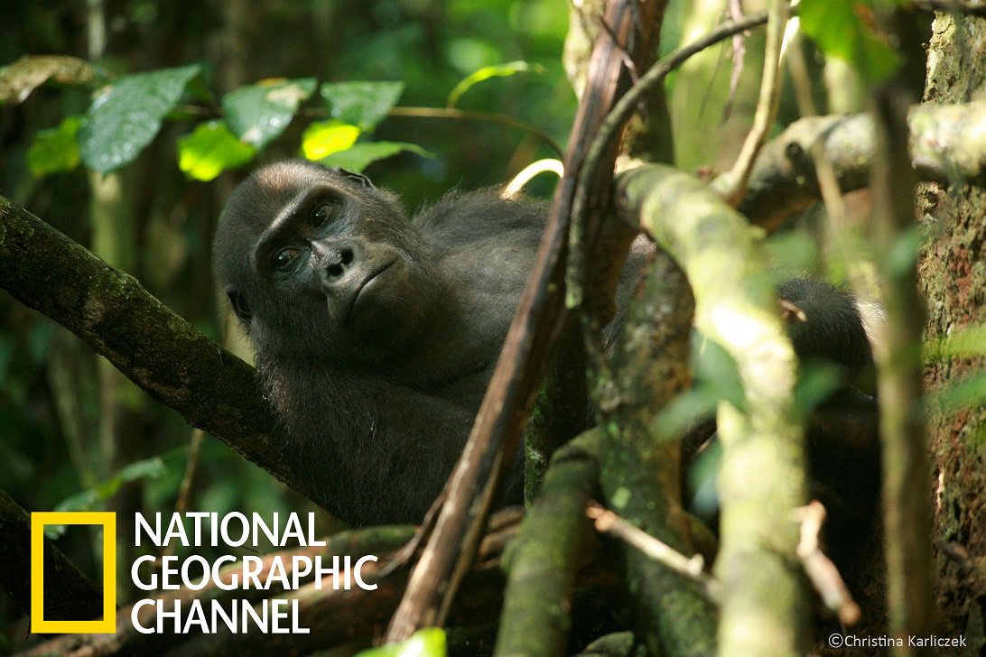 砂糖を加えたマクンバは何に良いのですか？