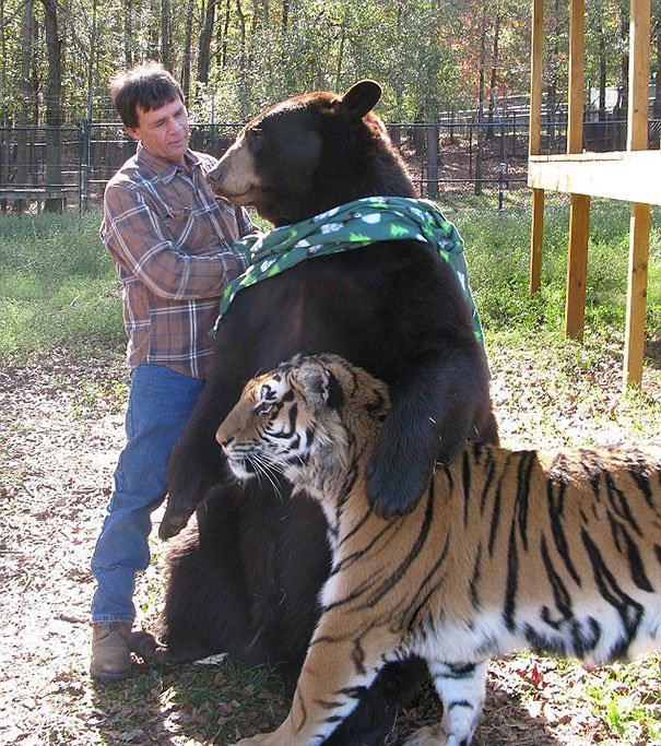 amaewalts's tweet photo. Greatest hits of quarterly "interspecies animal friends" deep dive https://t.co/GNoyG1LRMt