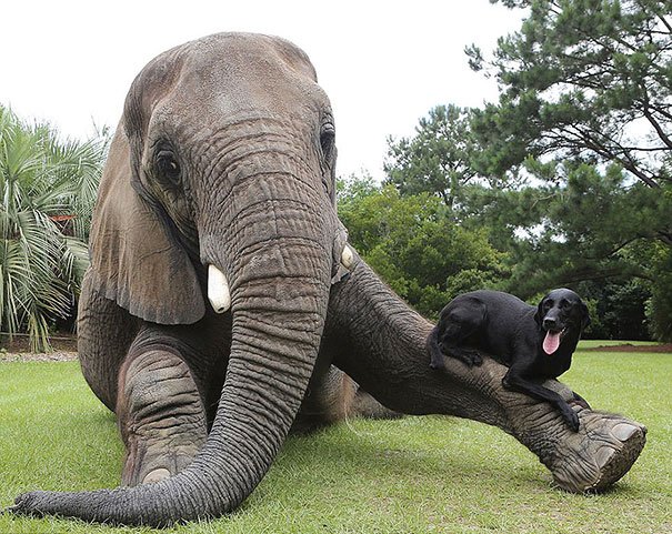 amaewalts's tweet photo. Greatest hits of quarterly "interspecies animal friends" deep dive https://t.co/GNoyG1LRMt