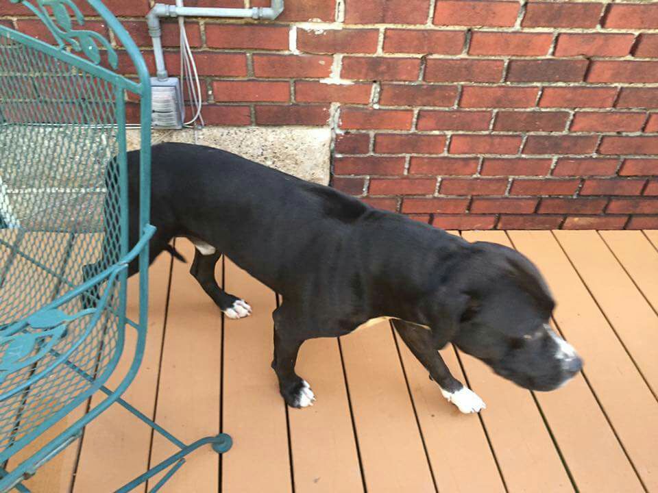 spohuly's tweet photo. #lostdogpgh #brentwood https://t.co/apqUas7kwA
