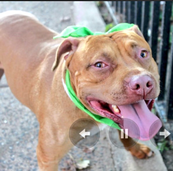 ruthmen's tweet photo. 2BKILLED 8/16🆘 #NYC #DOGS 2B #RESCUE #ADOPT #PLEDGE #FOSTER https://t.co/MjzR5kNzWw @Gdad1 @jewelofark @loridowney3 https://t.co/yeLXT0beyP