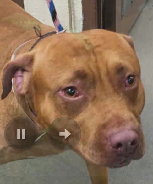 ruthmen's tweet photo. 2BKILLED 8/16🆘 #NYC #DOGS 2B #RESCUE #ADOPT #PLEDGE #FOSTER https://t.co/MjzR5kNzWw @Gdad1 @jewelofark @loridowney3 https://t.co/yeLXT0beyP
