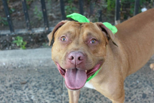 gaviota330's tweet photo. https://t.co/pUGaoDZdhc
KILL LIST
YOUNG
GOOD BOY
FRIENDLY
HOUSEBROKEN
#RESCUE
#FOSTER FREE
HELPDOGS@URGENTPODR.ORG https://t.co/rTD8TwUsmT