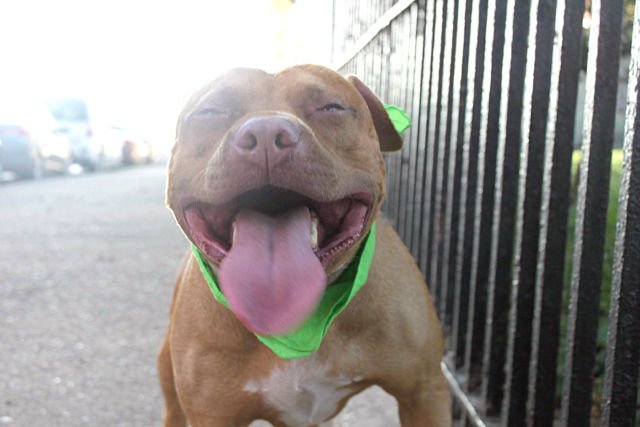 gaviota330's tweet photo. https://t.co/pUGaoDZdhc
KILL LIST
YOUNG
GOOD BOY
FRIENDLY
HOUSEBROKEN
#RESCUE
#FOSTER FREE
HELPDOGS@URGENTPODR.ORG https://t.co/rTD8TwUsmT