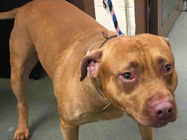 gaviota330's tweet photo. https://t.co/pUGaoDZdhc
KILL LIST
YOUNG
GOOD BOY
FRIENDLY
HOUSEBROKEN
#RESCUE
#FOSTER FREE
HELPDOGS@URGENTPODR.ORG https://t.co/rTD8TwUsmT