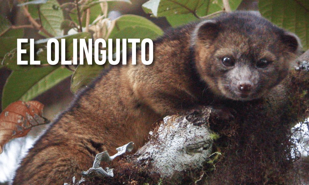 EcuadorAlcance's tweet photo. Hace tres años, un descubrimiento científico en el Ecuador asombró al mundo: el olinguito. 
https://t.co/R7FDm4Q2gv https://t.co/SuSx8LmNe7