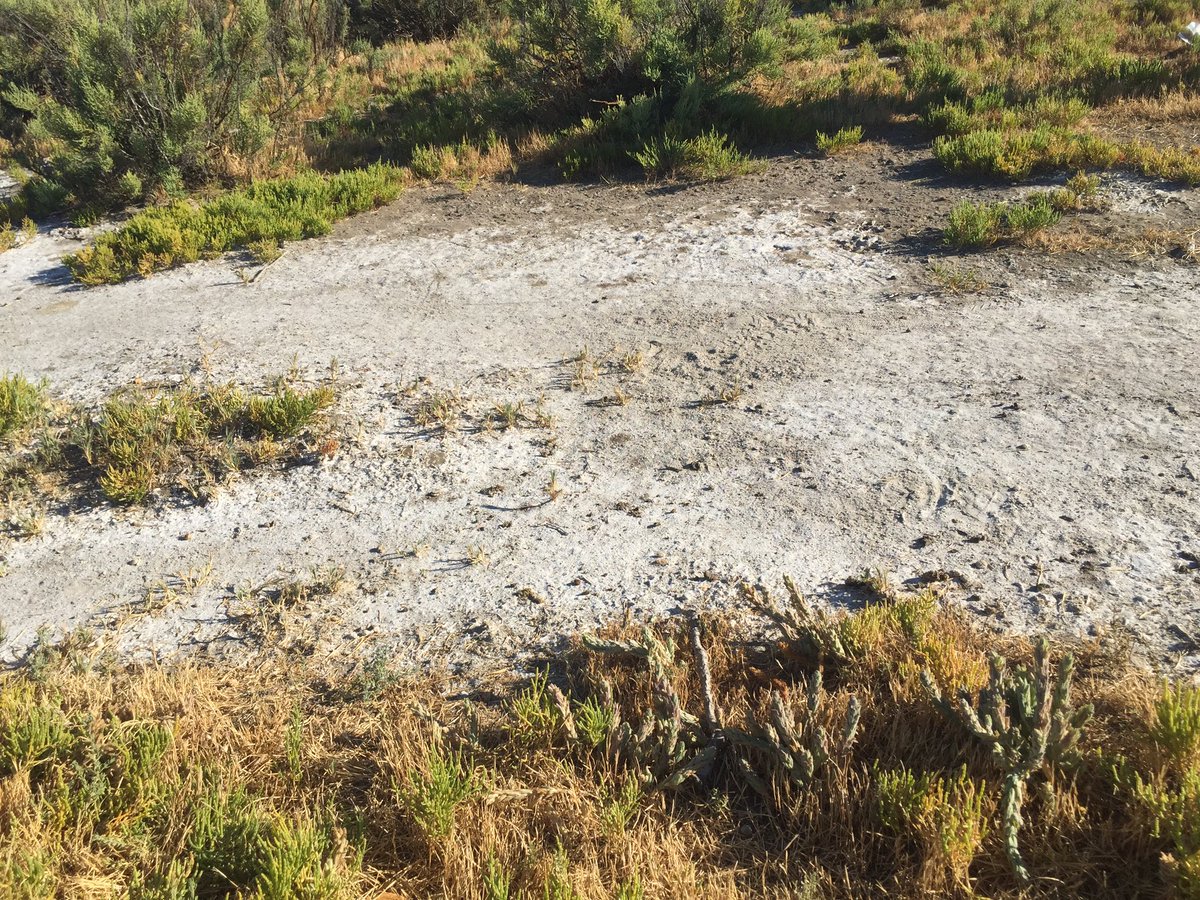 tstou10's tweet photo. Salty fun just keeps coming: #sympatry observed for #species of #Chloropyron -- C. palmatum & C. molle together! https://t.co/xgaNhFChxa