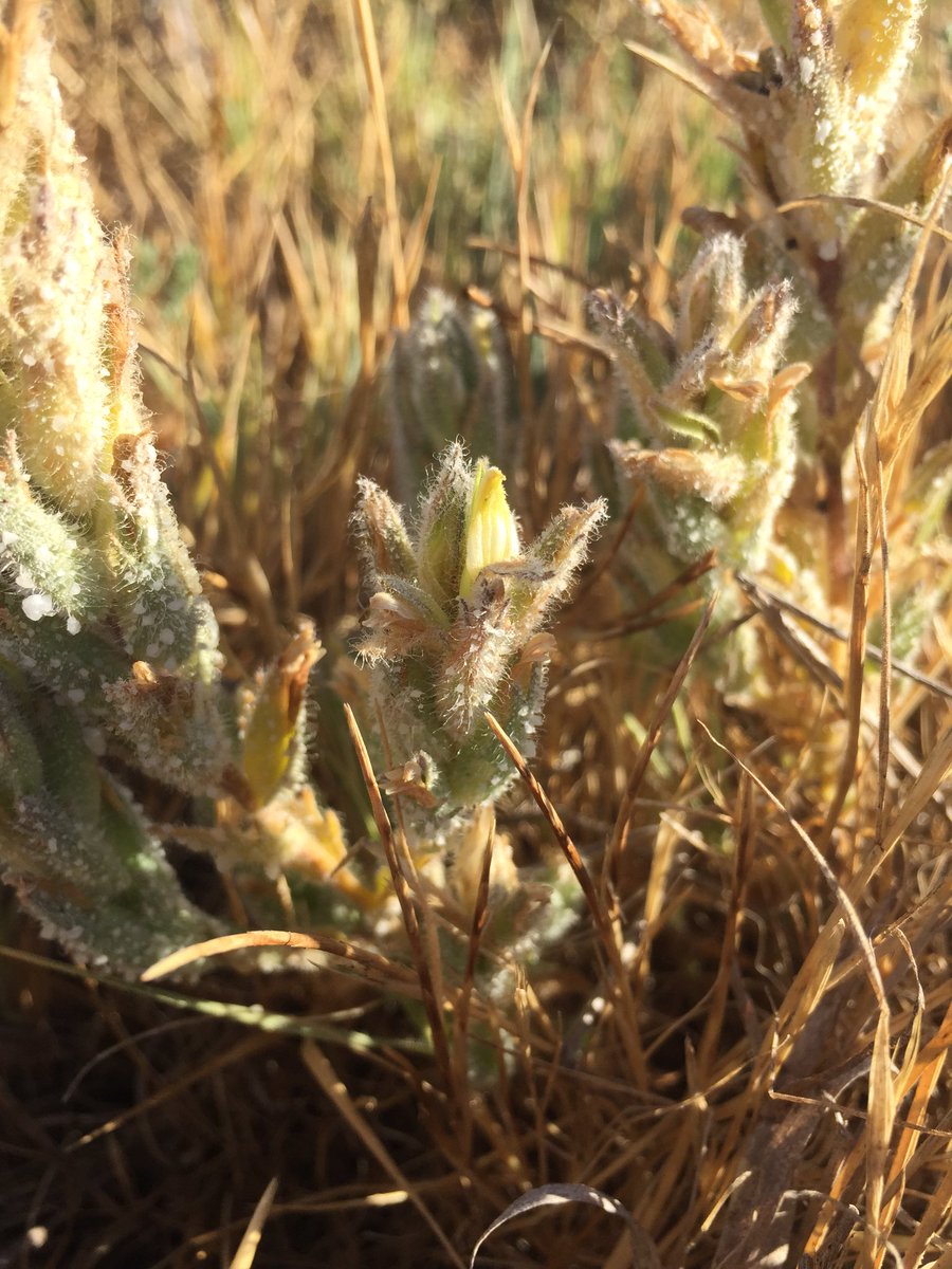 tstou10's tweet photo. Salty fun just keeps coming: #sympatry observed for #species of #Chloropyron -- C. palmatum & C. molle together! https://t.co/xgaNhFChxa