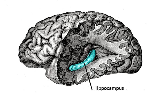 Brain_Facts_org's tweet photo. [PODCAST] Who was #PatientHM and what did his brain help researchers learn about memory?  https://t.co/BxEQc0fZ9e https://t.co/PLBIkJSWF5
