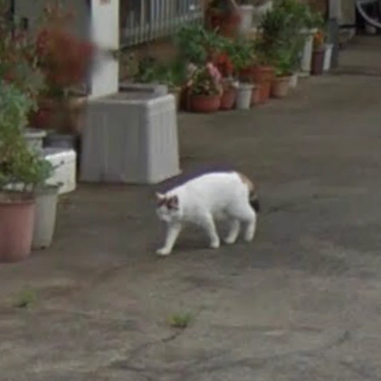涙不可避！亡くなった猫とGoogleMapで再会して感動！！！