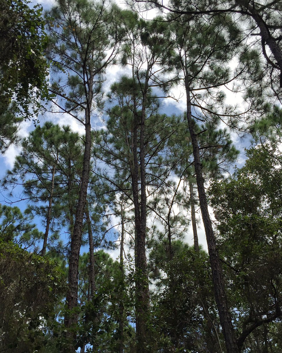 fl_nativegarden's tweet photo. Pinus elliottii - Slash Pine #pinuselliottii #slashpine #floridanativeplants https://t.co/mHraUlgKYG