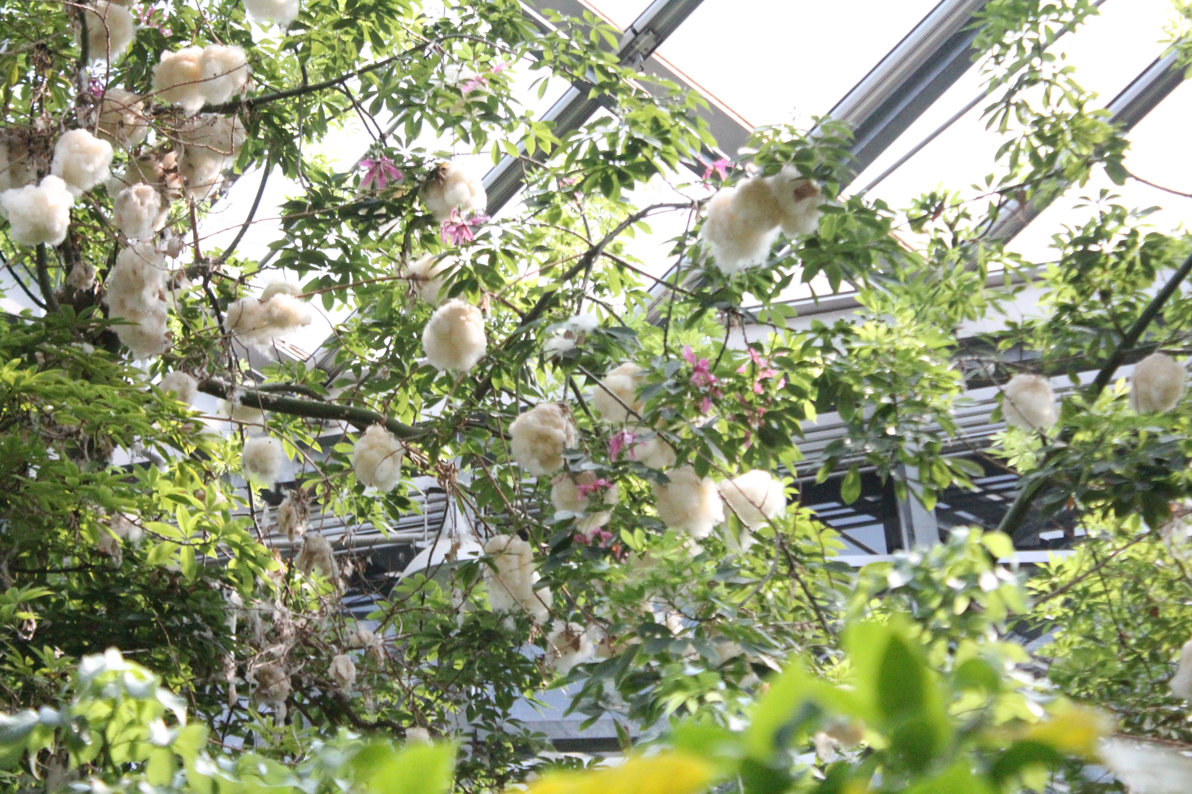 咲くやこの花館 熱帯花木室のトックリキワタに花が咲きました ランのようなピンク色の花がかわいいですね これからまだまだ咲いていきますが 花とワタをセットで見たい方は今の時期がオススメですよ V 咲くやこの花館 トックリキワタ T