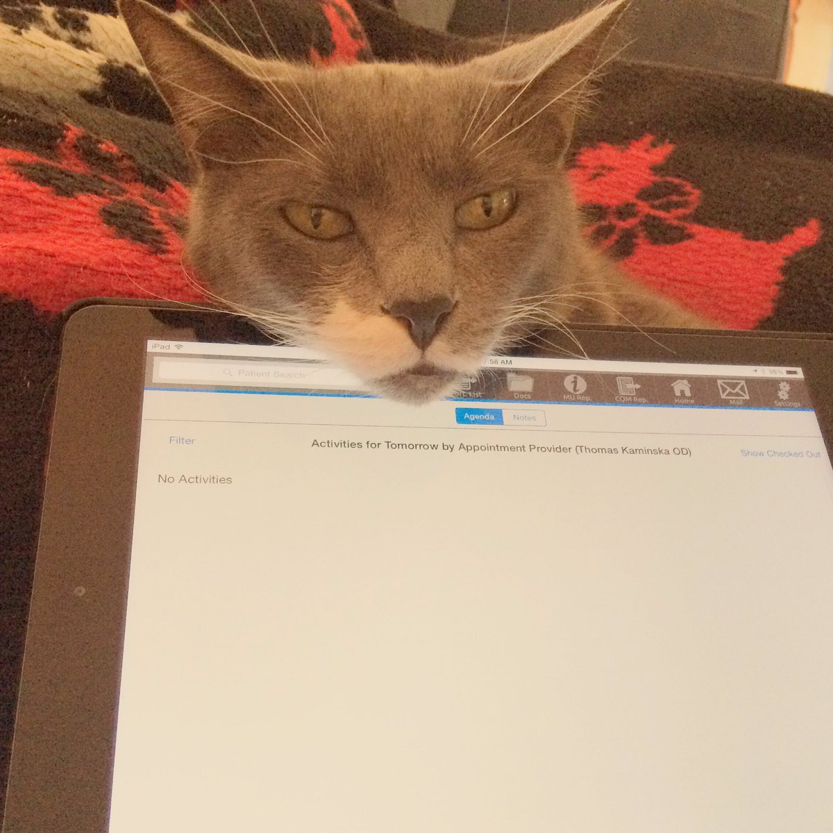 BfloSkyeCat's tweet photo. You doing work huh? #interruptingcat #payattentiontome #CatsOfTwitter #catsofbuffalo https://t.co/6qAYmbT2QK