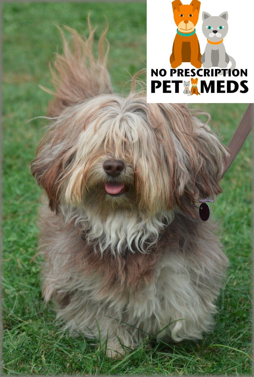 pet meds no prescription