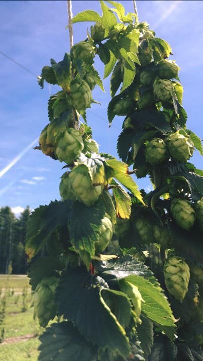DRScomedy's tweet image. Our hops are coming along nicely!! A fresh hopped pale ale made with Maine malt coming soon! #NHBeer #hobbsontap