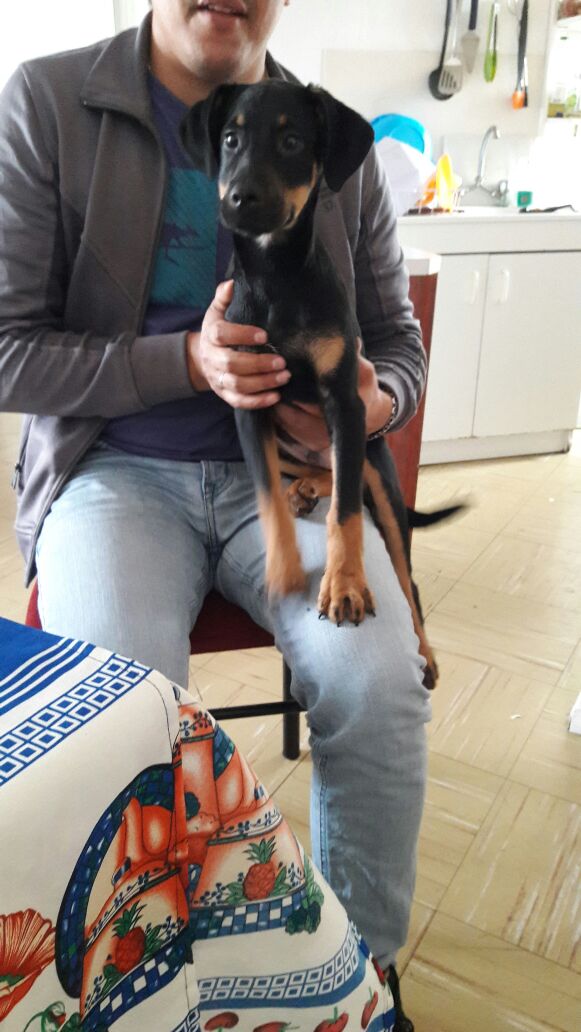 Amigo regala cachorro 4 meses c/ vacunas al dia RT <a href="/bartorell/">#SoyBartorell</a> <a href="/DENISSAT/">Denisse Amparo</a> <a href="/tequieroadoptar/">Fundación</a> <a href="/Adogta_me/">Adogta.me</a> <a href="/Bertolucci5/">Bertolucci 🌳</a>