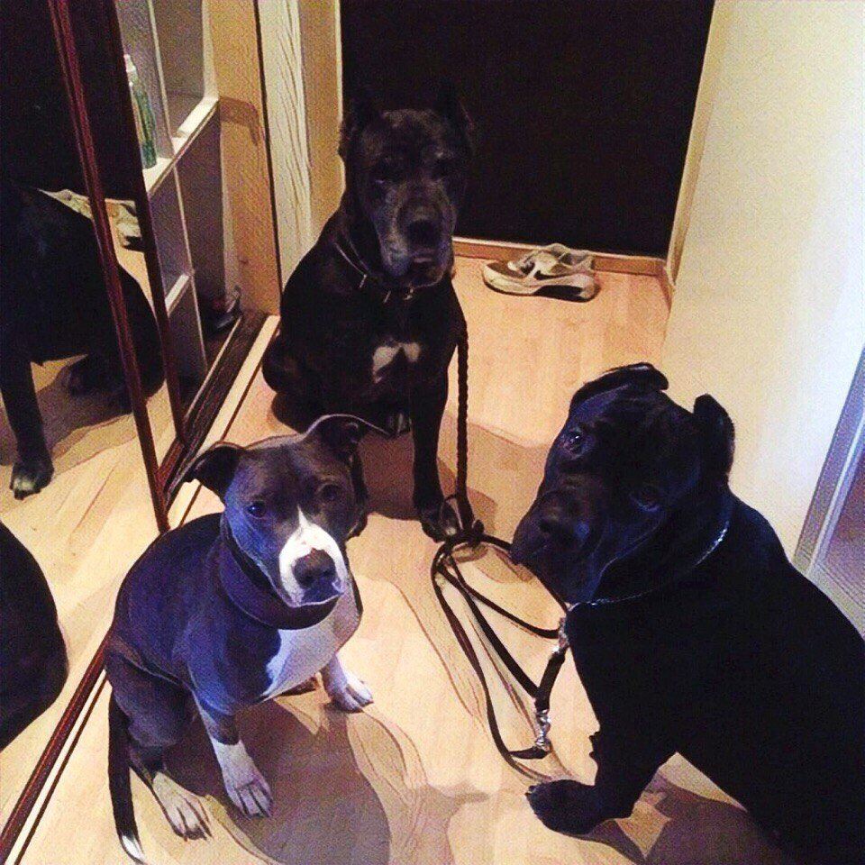 helpdog_ru's tweet photo. #СЧАСТЛИВЫЕ_ИСТОРИИ
Всем привет передаёт Боронеса и её друзья
https://t.co/gBO7DItyJ6 https://t.co/PUQ31tBBoW