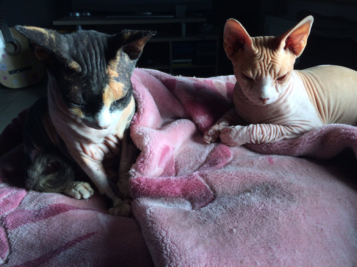 sofiethysebaert's tweet photo. #loveforsphynxcat's❤️ https://t.co/MmyYeLOoJO