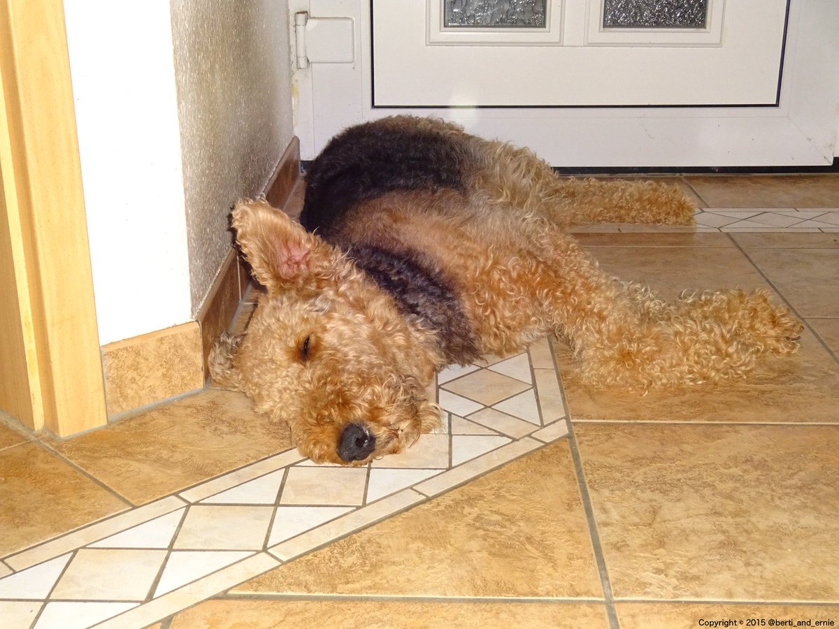 Berti_and_Ernie's tweet photo. I have two dogs. I don't know when I last opened the fridge unnoticed.

#funny #picture https://t.co/N6K8GnkIjp